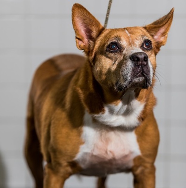 Juju é uma cachorra de cor caramelo; ela está de pé, com as orelhas erguidas